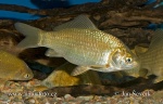 Carassius auratus gibelio