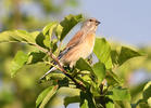 Carduelis cannabina