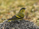 Carduelis spinus