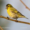 Carduelis spinus