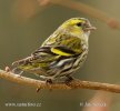 Carduelis spinus