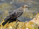 Carib Grackle