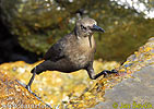 Carib Grackle