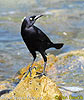 Carib Grackle