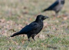 Carrion Crow