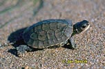 Caspian pond Turtle