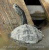 Caspian pond Turtle