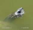 Caspian pond Turtle