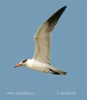 Caspian Tern