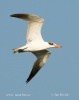 Caspian Tern