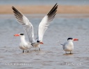 Caspian Tern