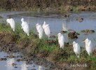 Cattle Egret