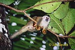 Central American squirrel monkey