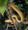 Central american tree boa