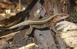 Central American whiptailed Lizard