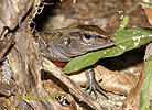 Central American whiptailed Lizard