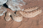 Cerastes vipera