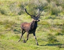 Cerf élaphe