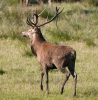 Cerf élaphe