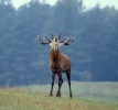 Cervus elaphus