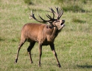 Cervus elaphus