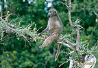 Chacma Baboon