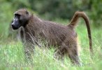 Chacma Baboon