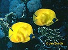 Chaetodon semilarvatus