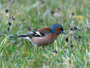 Chaffinch