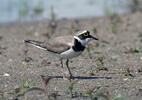 Charadrius dubius