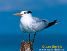 Charrán Real Gaviota Pagaza Gaviotín Golondrina-marina