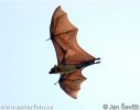 Chauve souris géante d'Inde