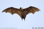 Chauve souris géante d'Inde