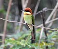 Cheatnut-headed Bee-eater