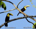 Chestnut-mandibled Toucan