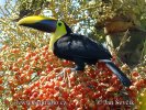 Chestnut-mandibled Toucan