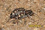 Cicindela hybrida