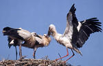 Cigogne blanche