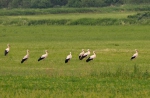 Cigogne blanche