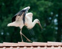 Cigogne blanche