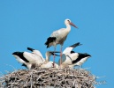 Cigogne blanche