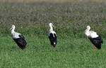 Cigogne blanche