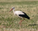 Cigogne blanche