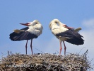 Cigogne blanche