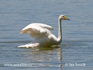 Cisne cantor