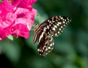 Citrus swallowtail