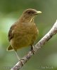 Clay-colored Thrush