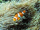 Clownfish