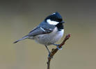 Coal Tit