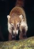 Coati à nez blanc